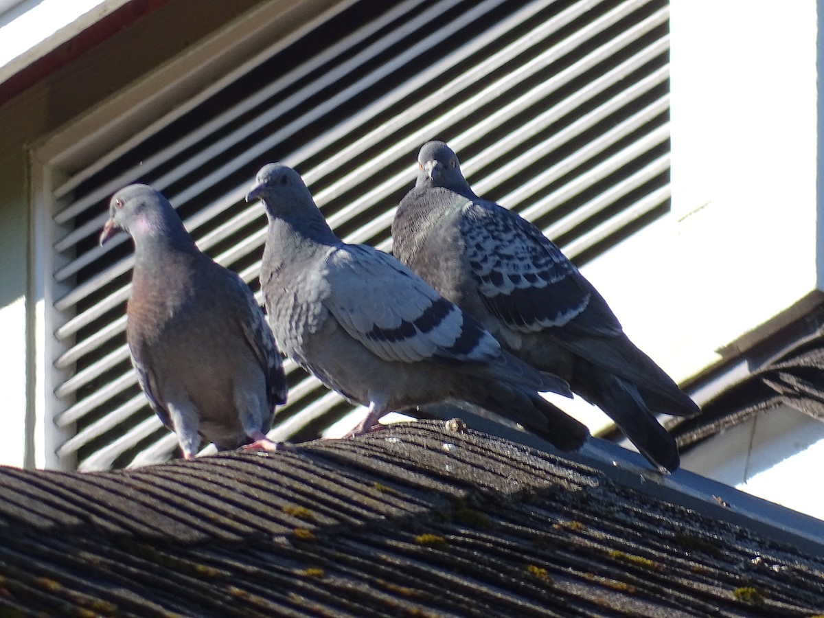 Rock Pigeon (Feral Pigeon) - ML620645334