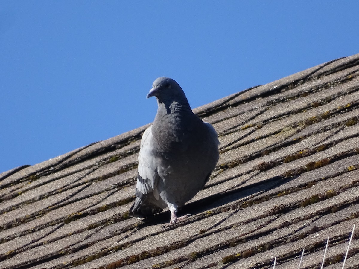 Rock Pigeon (Feral Pigeon) - ML620645335