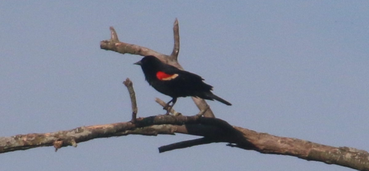 Red-winged Blackbird - ML620645337