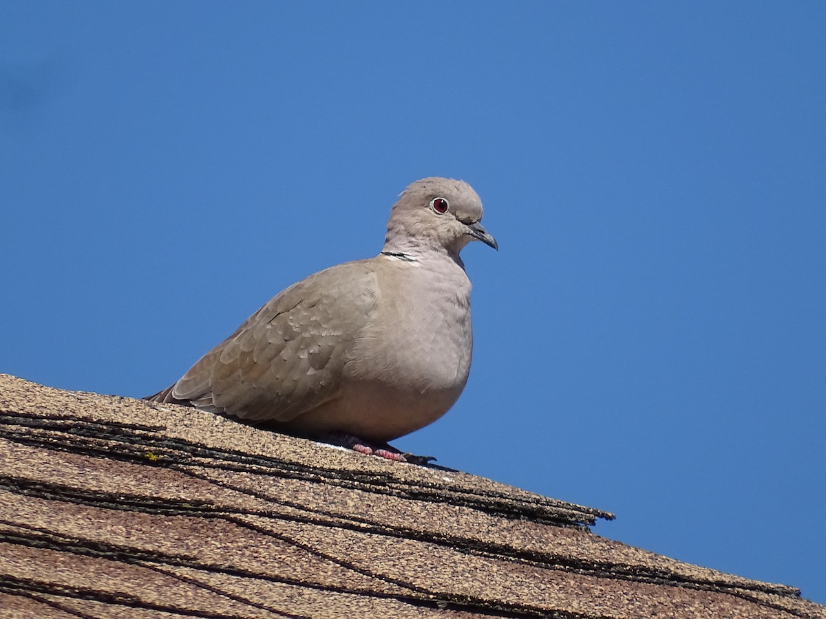 Eurasian Collared-Dove - ML620645342