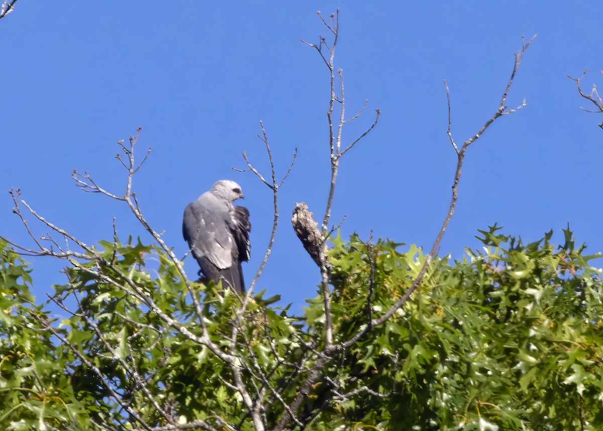 Mississippi Kite - ML620645343