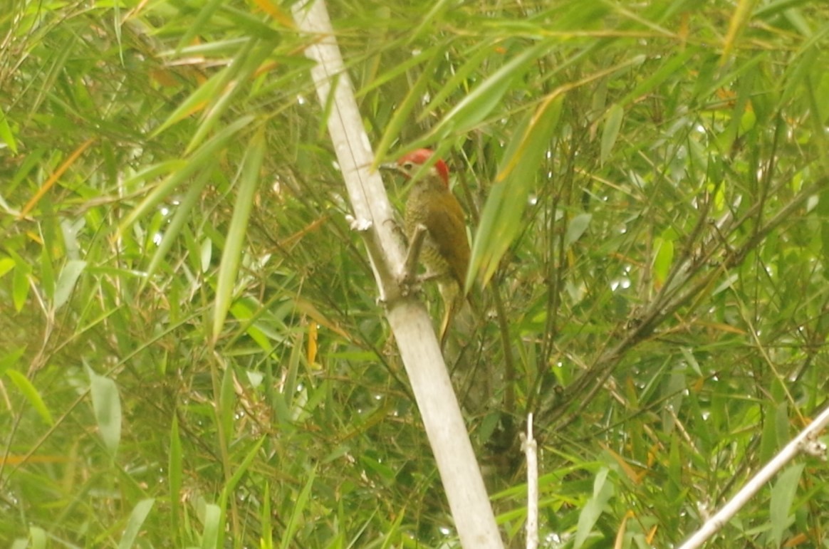 Golden-olive Woodpecker - ML620645346