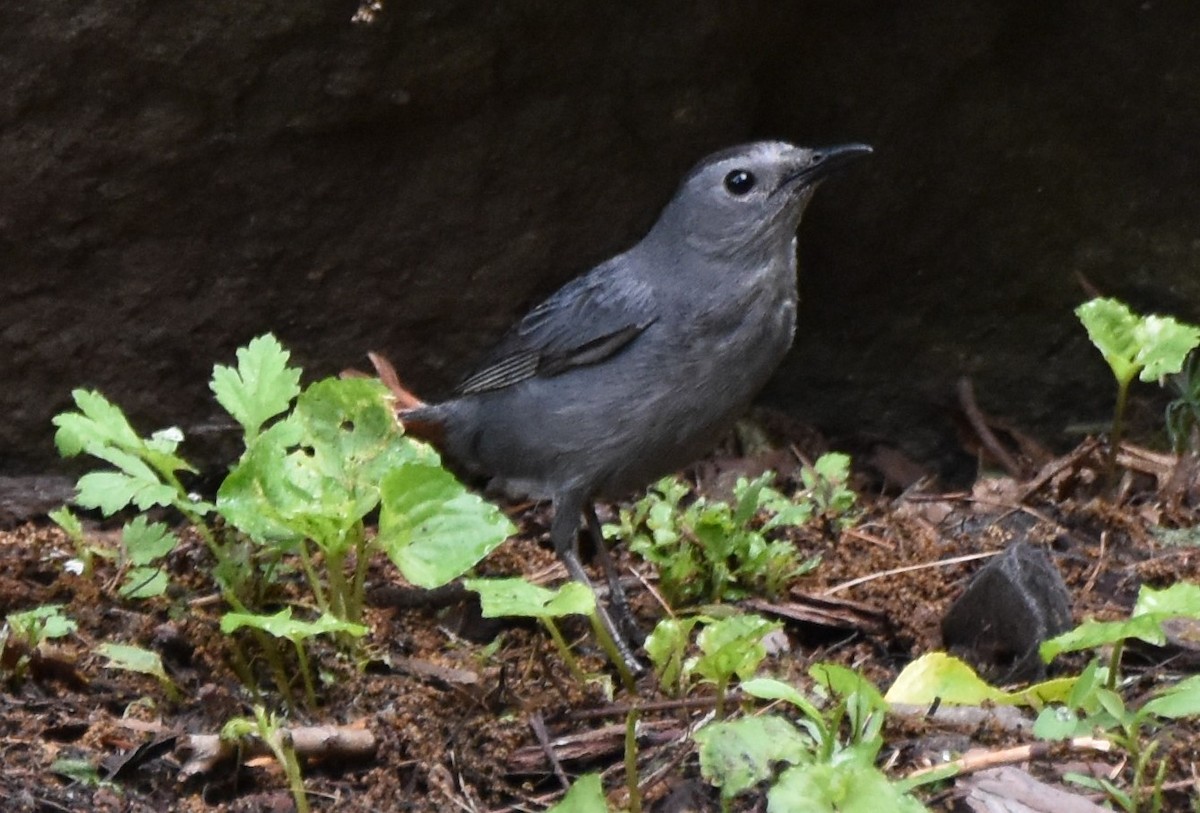 Gray Catbird - ML620645349