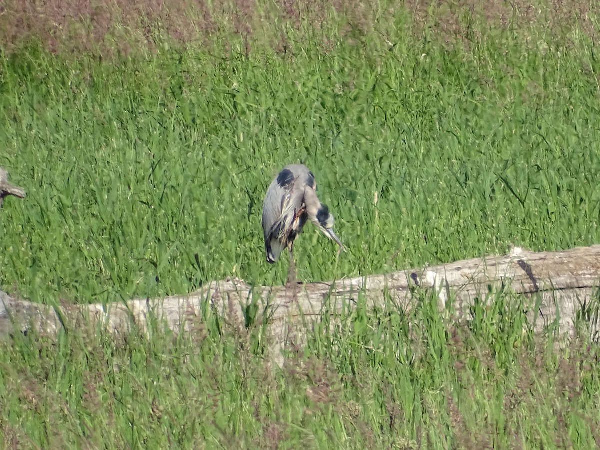 Great Blue Heron - ML620645354