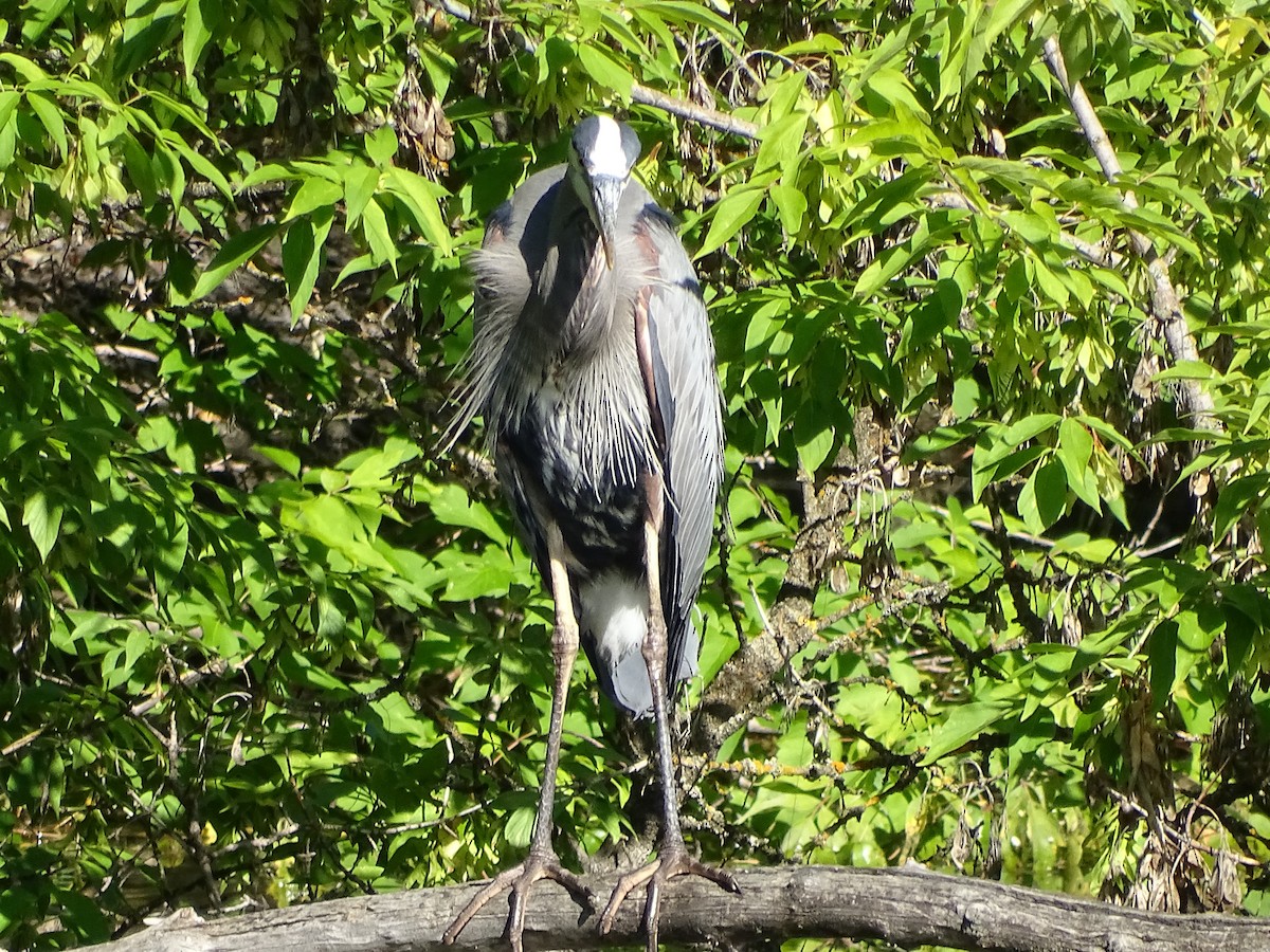 Garza Azulada - ML620645356