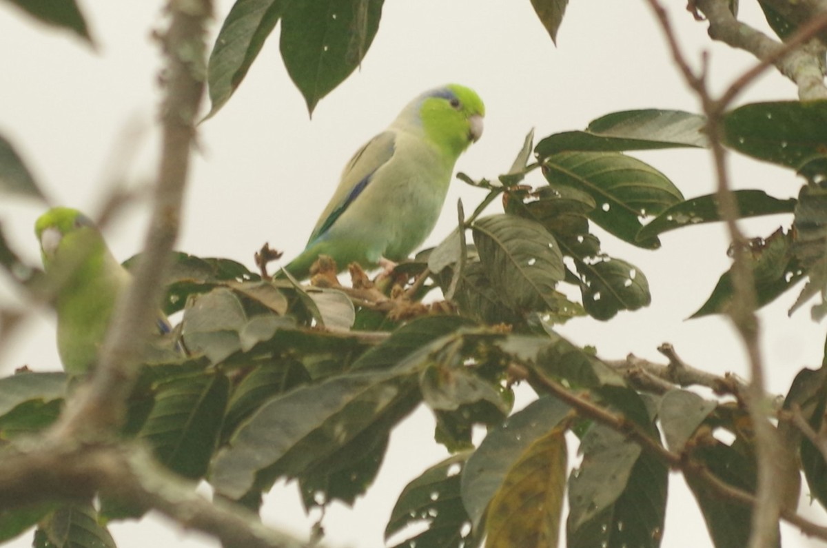 Папуга-горобець еквадорський - ML620645360
