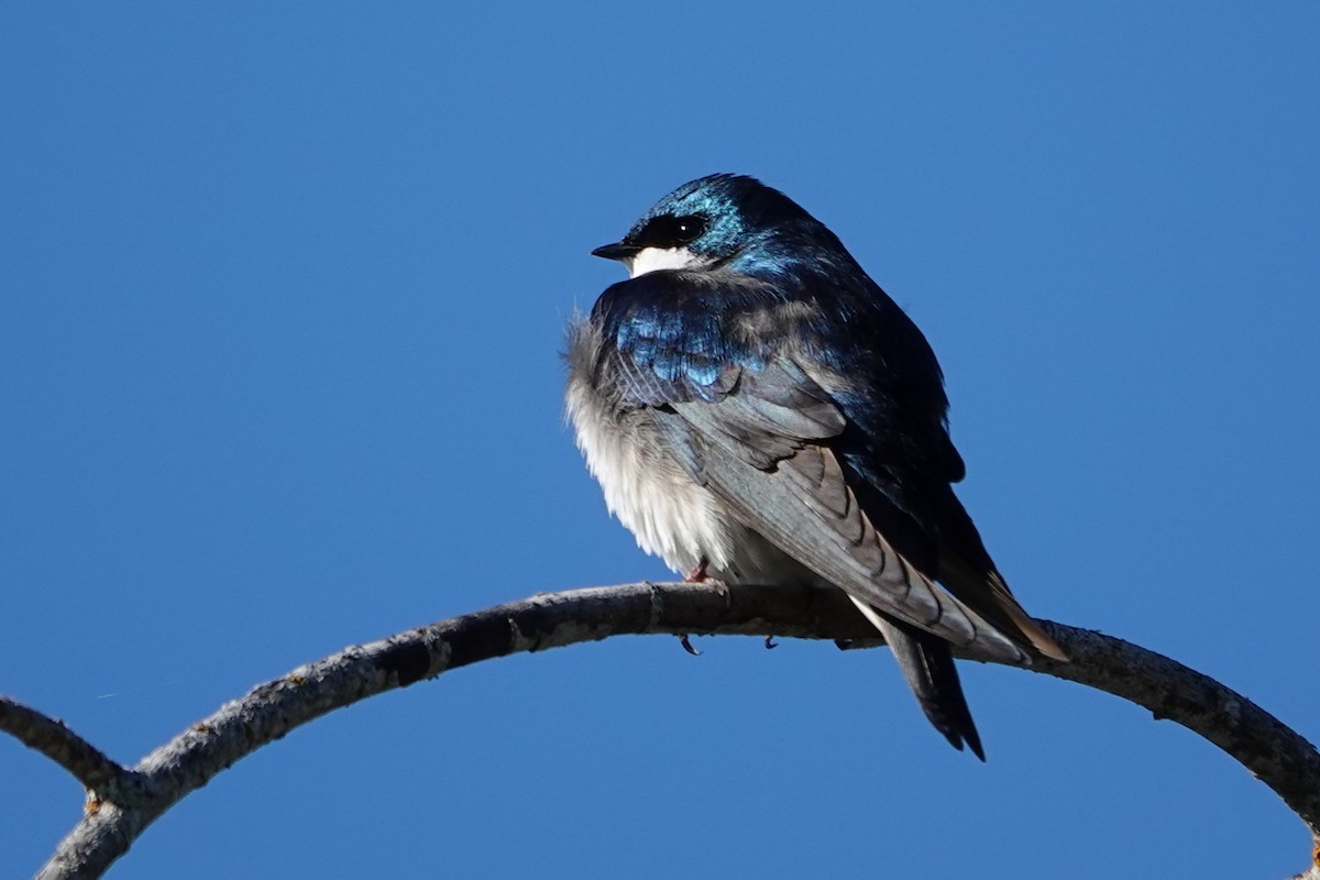 Tree Swallow - ML620645363