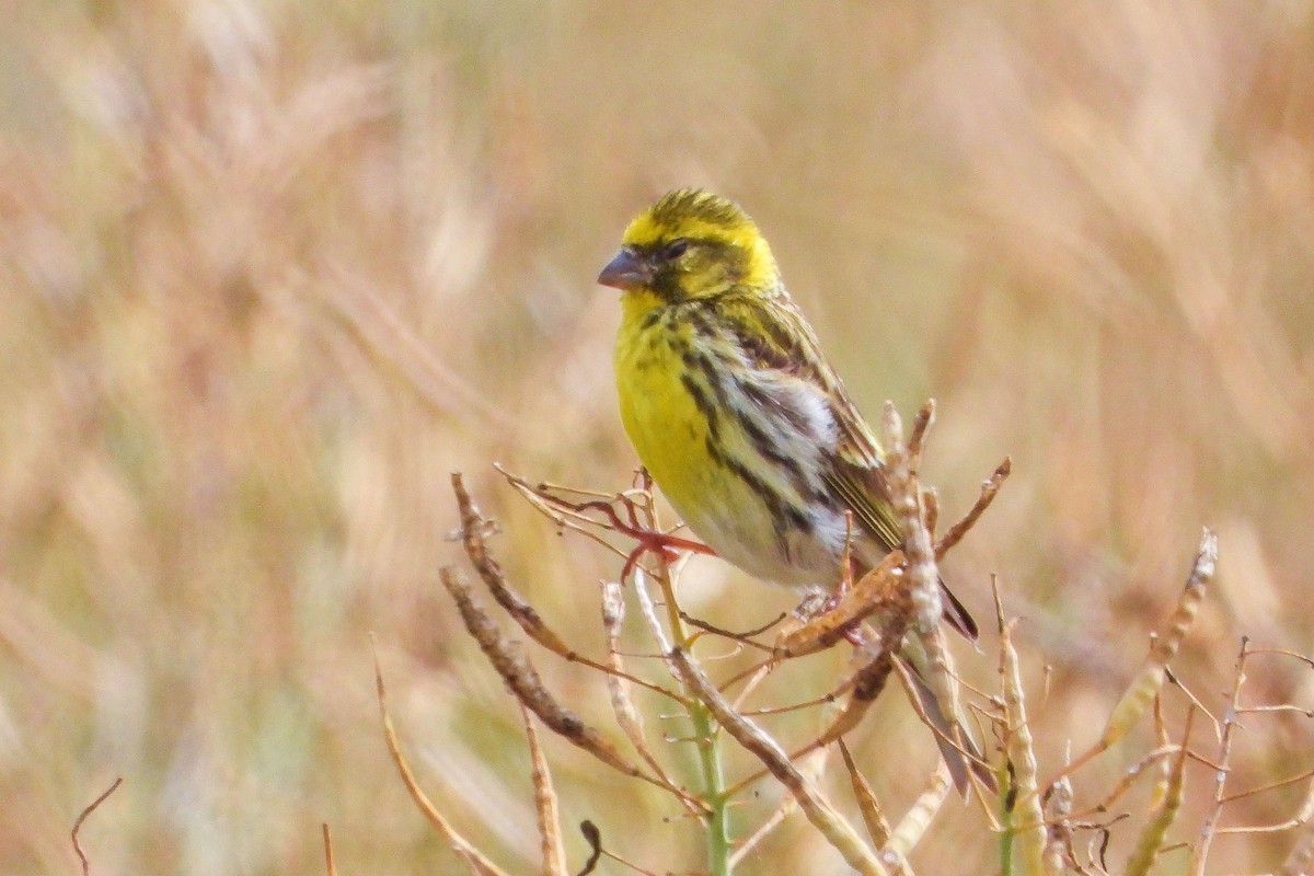 European Serin - ML620645366