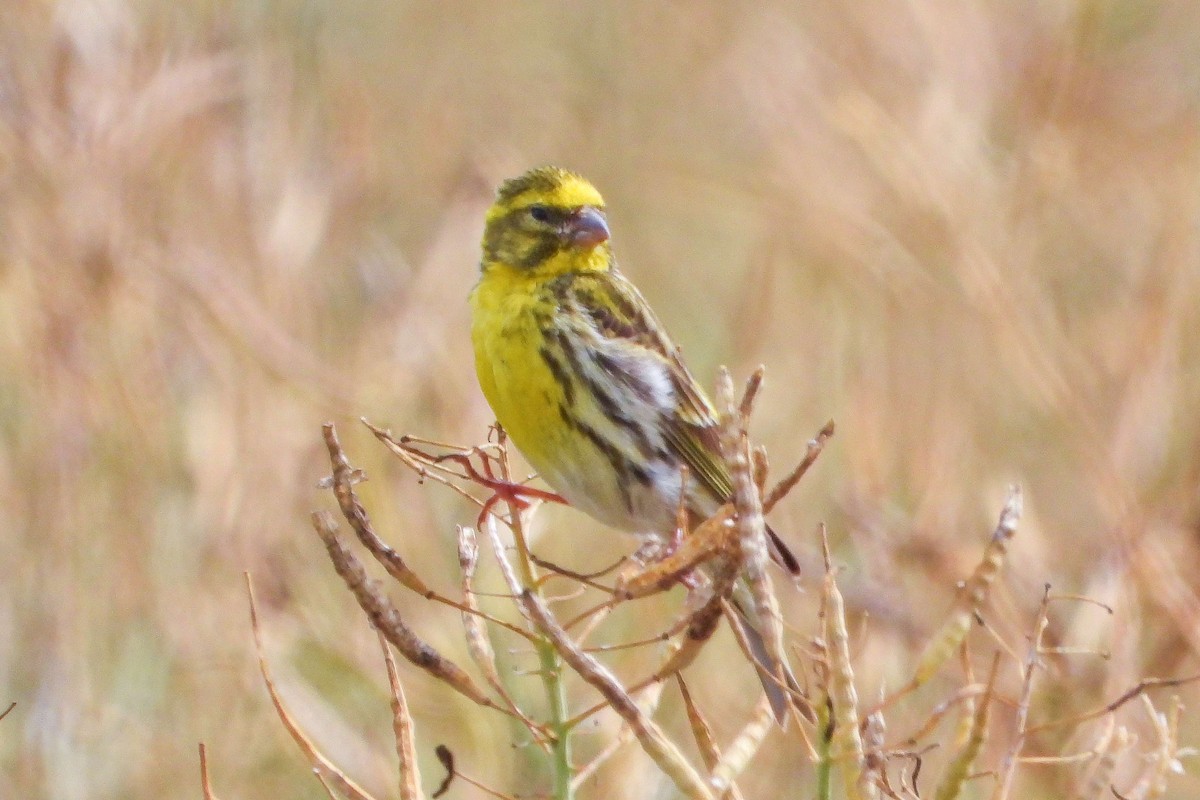 European Serin - ML620645367