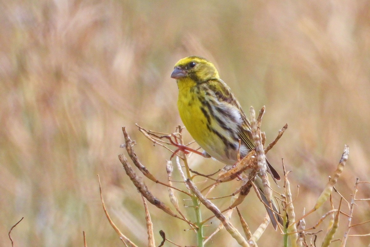 European Serin - ML620645368