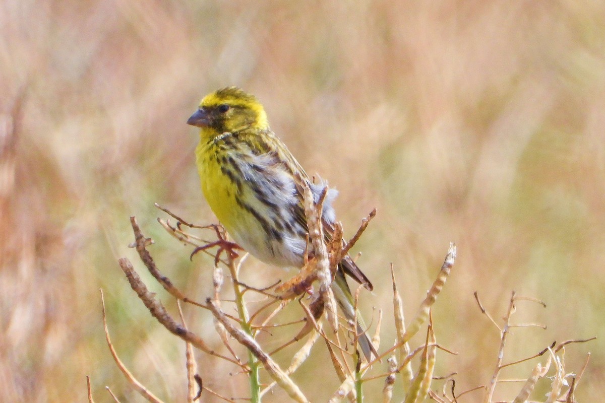 European Serin - ML620645371