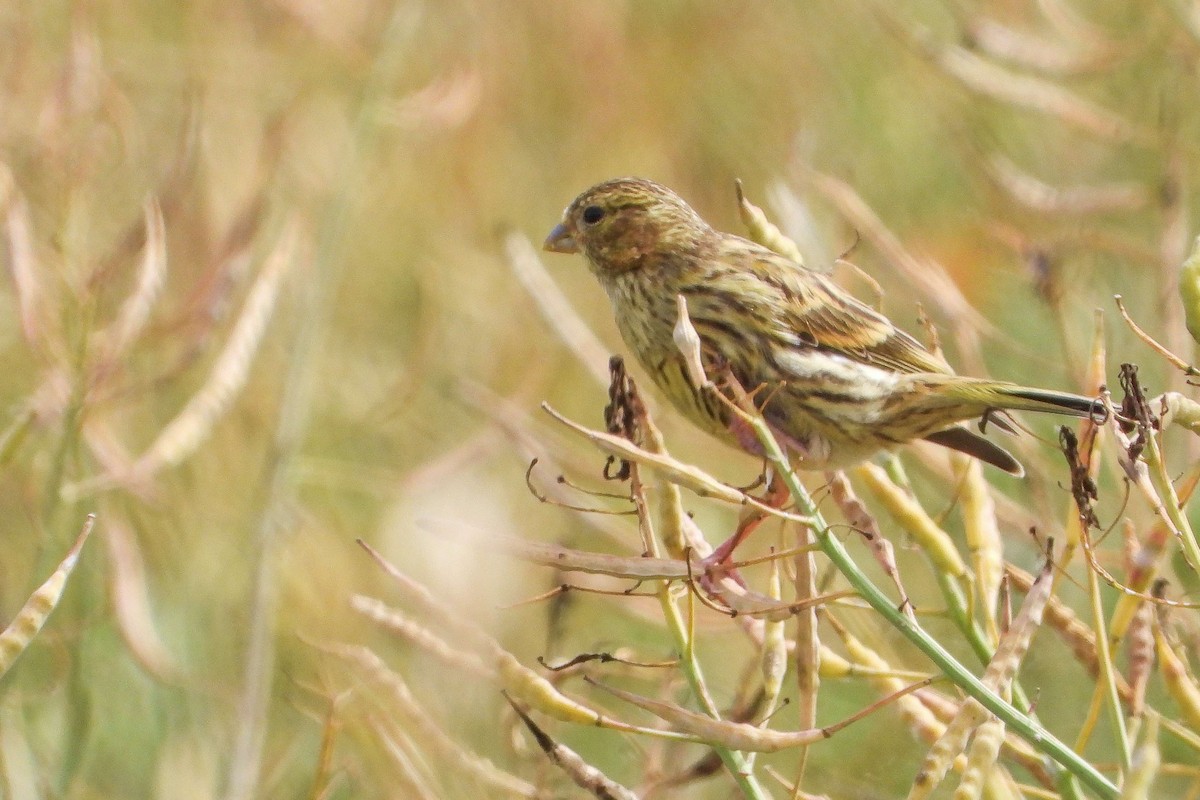 European Serin - ML620645373