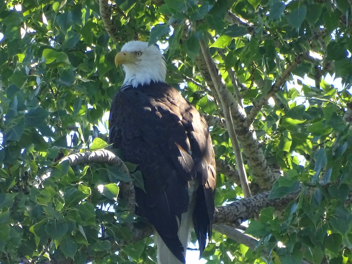 Bald Eagle - ML620645379