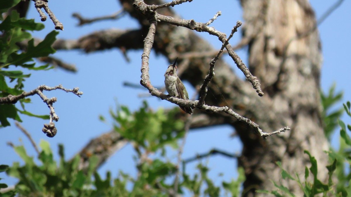 Anna's Hummingbird - ML620645385