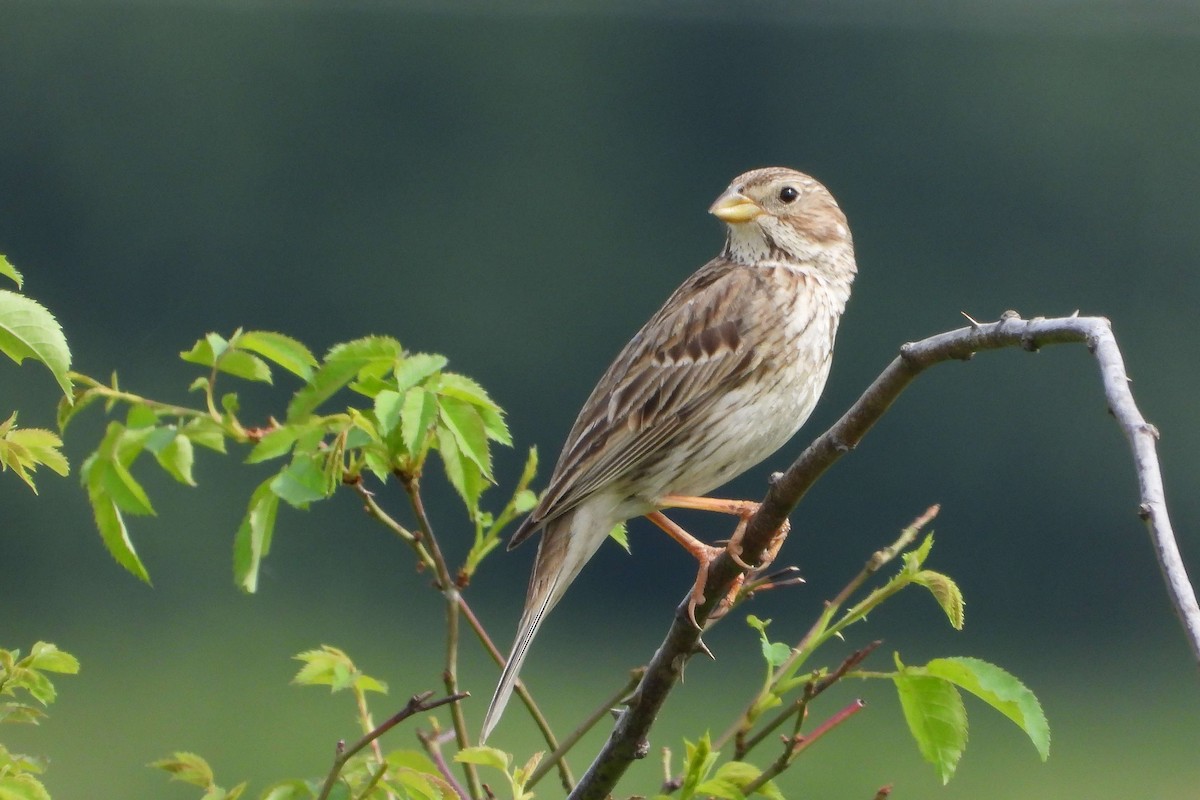 Corn Bunting - ML620645393