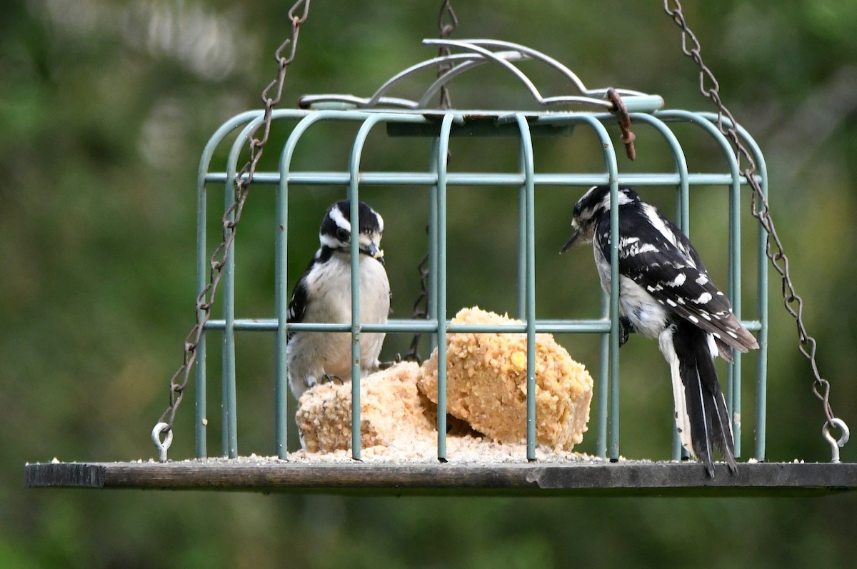 Downy Woodpecker - ML620645394