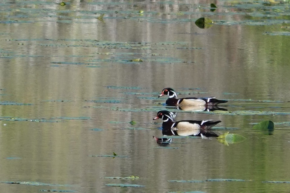 Wood Duck - ML620645395