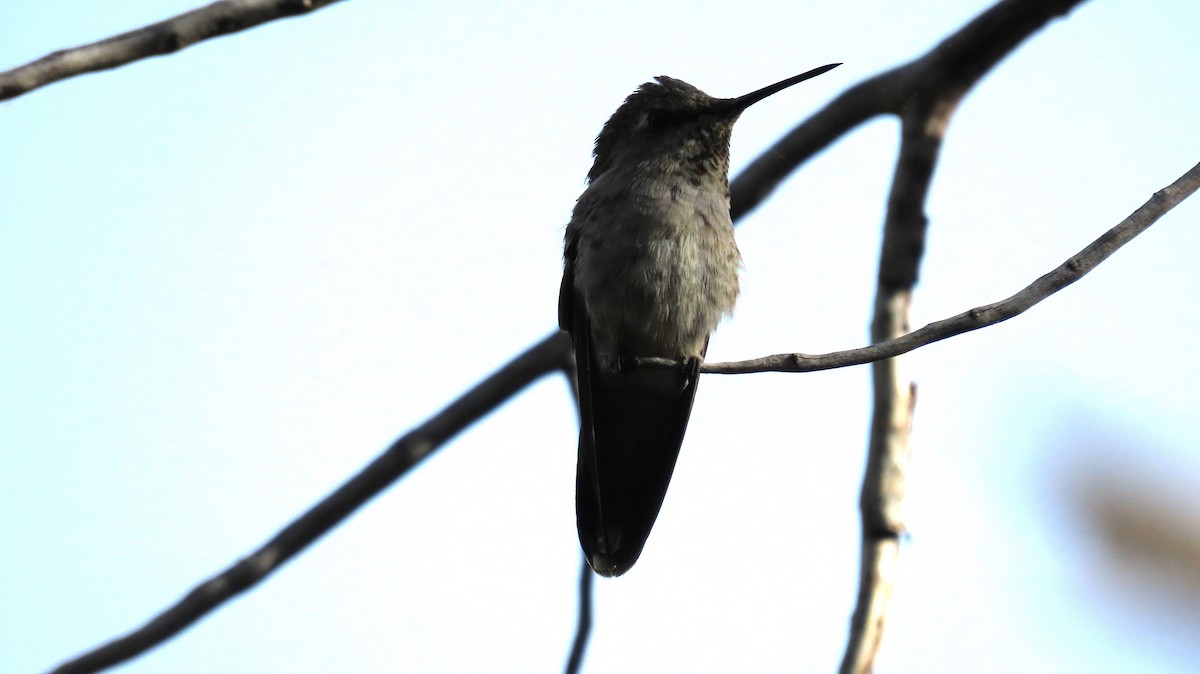 Anna's Hummingbird - ML620645397