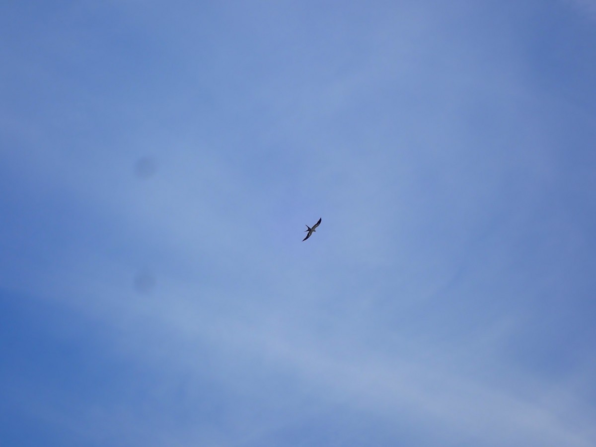 Swallow-tailed Kite - ML620645400