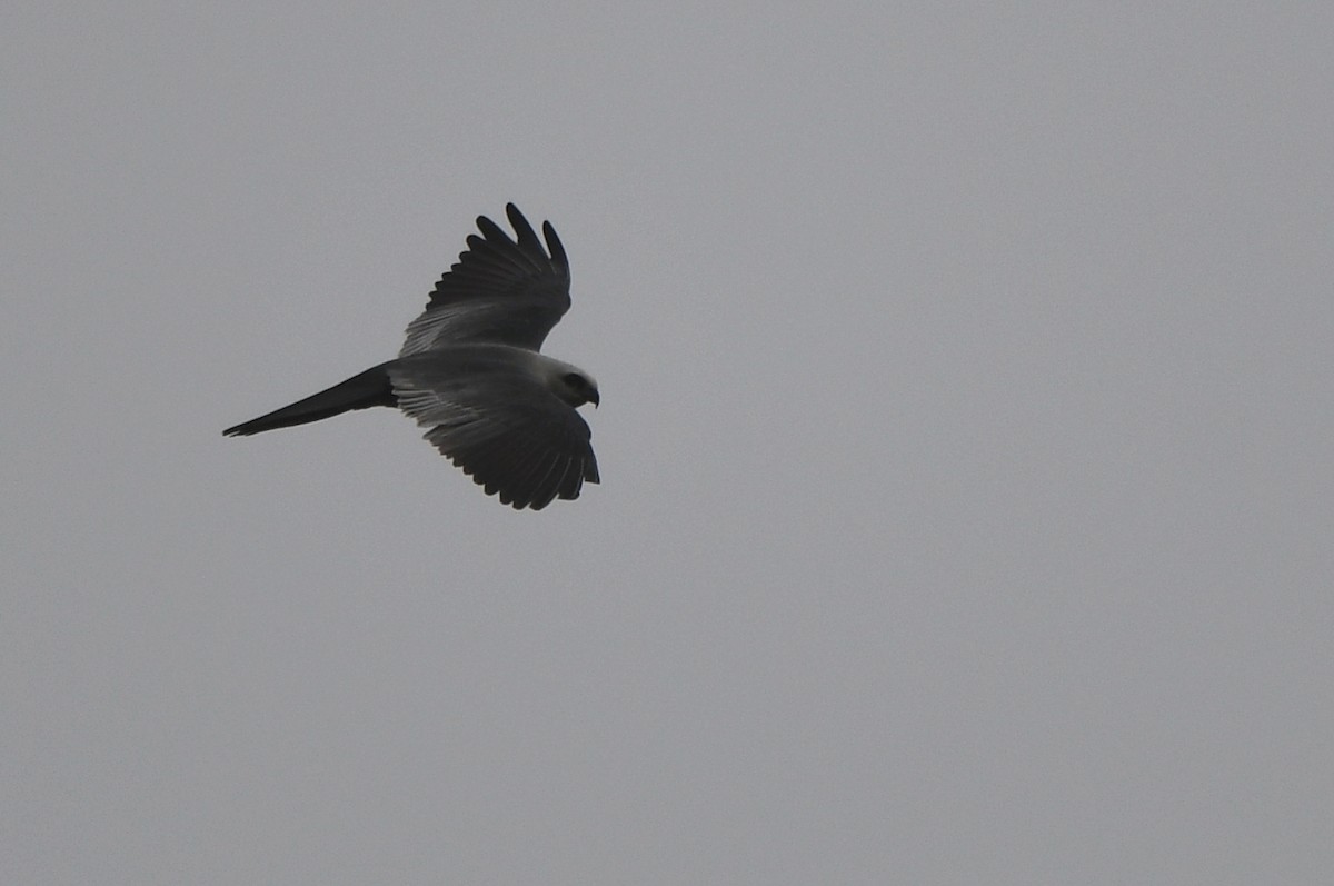 Mississippi Kite - ML620645401