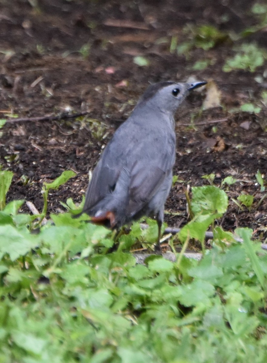 Gray Catbird - ML620645402