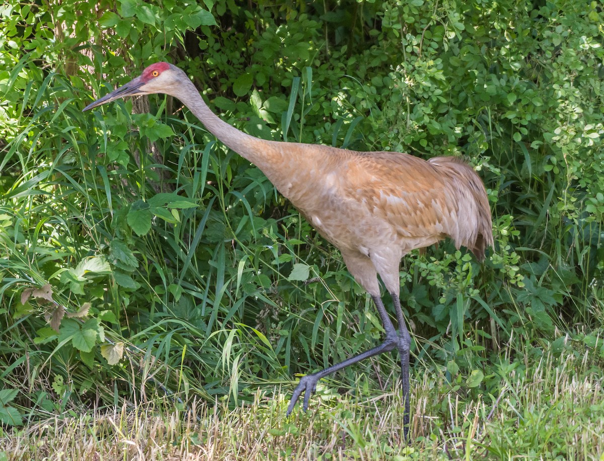 Sandhill Crane - ML62064541