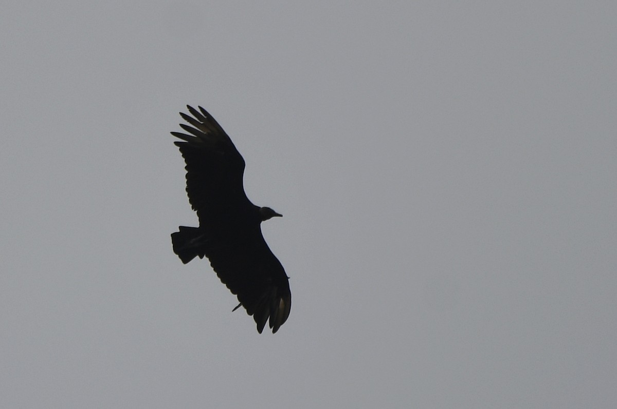 Black Vulture - ML620645413