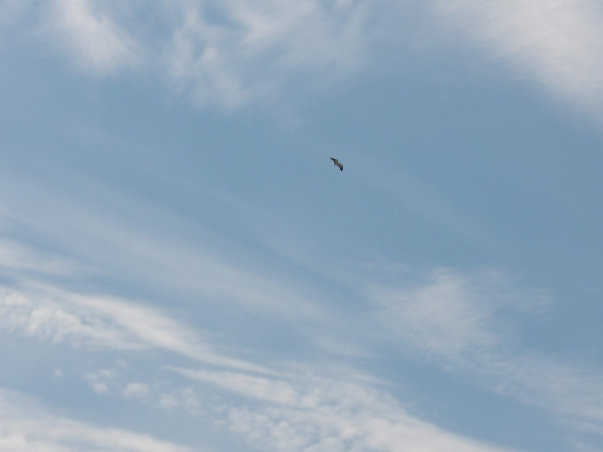 Swallow-tailed Kite - ML620645415