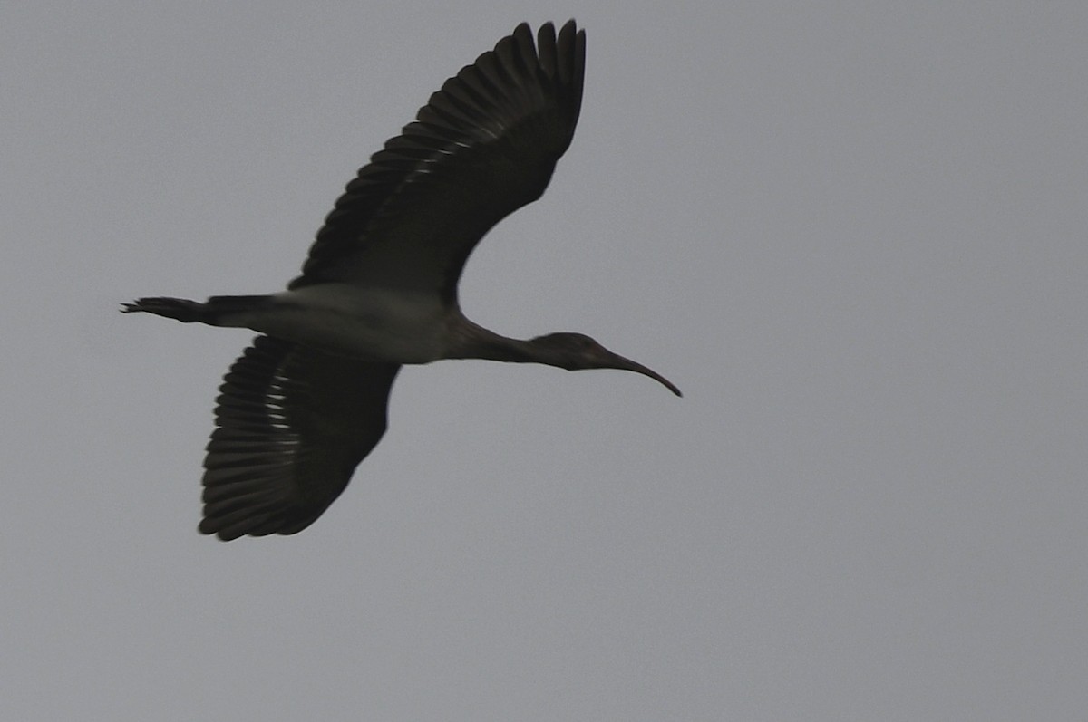 White Ibis - ML620645418