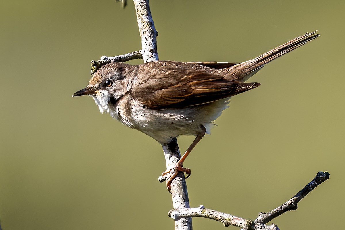 Greater Whitethroat - ML620645420