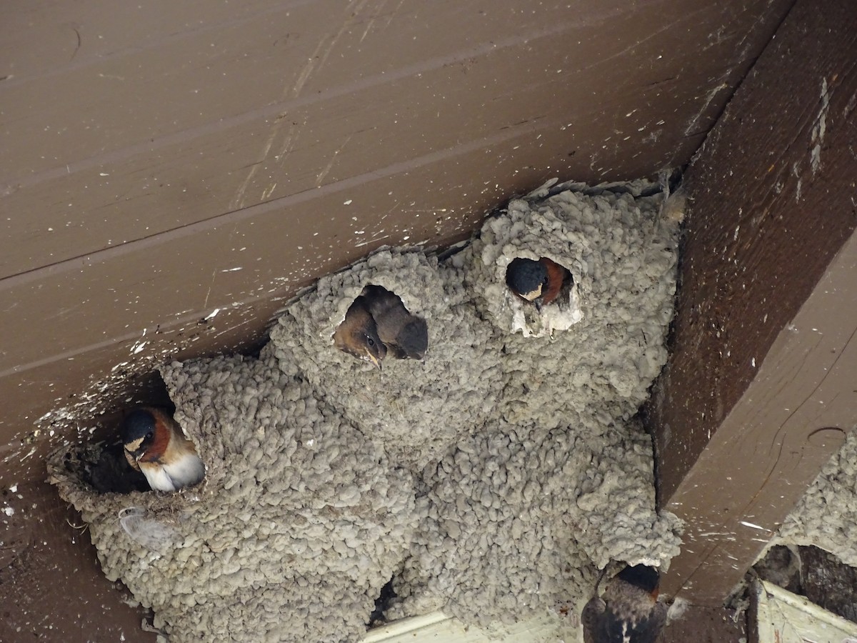 Cliff Swallow - ML620645423