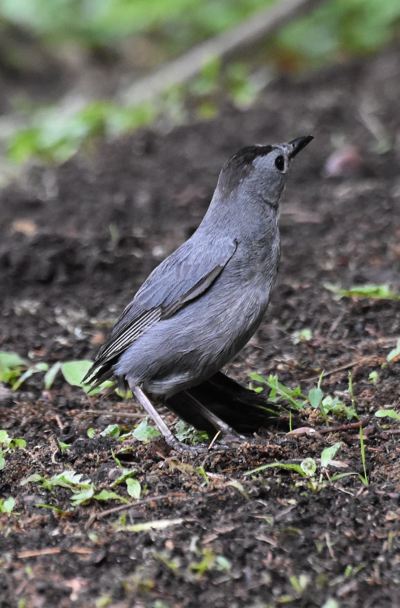 Gray Catbird - ML620645429