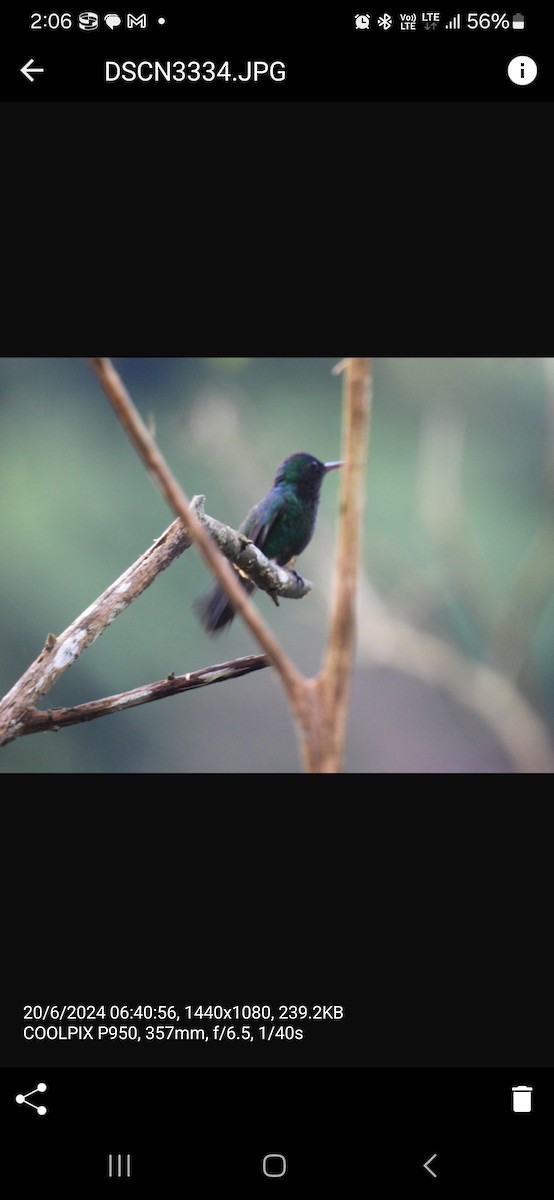 Colibrí de Julia - ML620645431