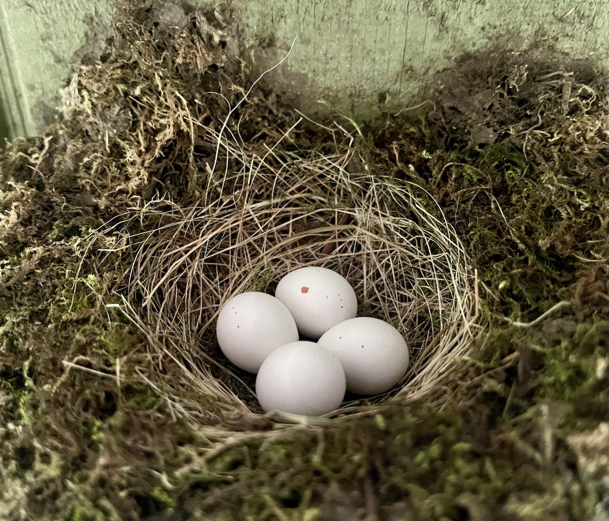 Eastern Phoebe - ML620645437