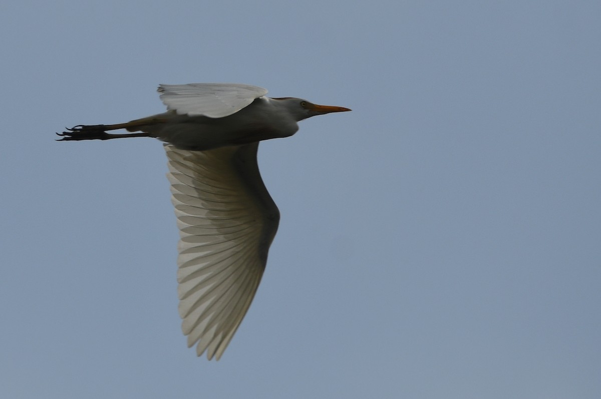 Western Cattle Egret - ML620645439