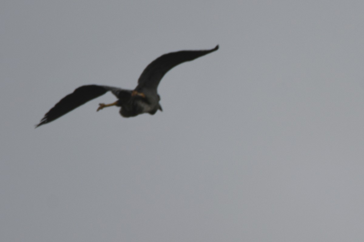 Yellow-crowned Night Heron - ML620645443