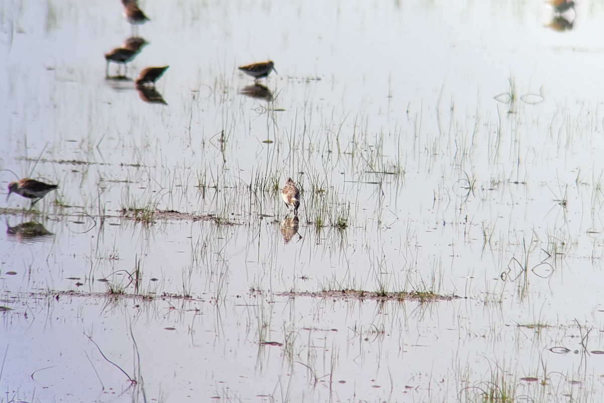 Phalarope de Wilson - ML620645447