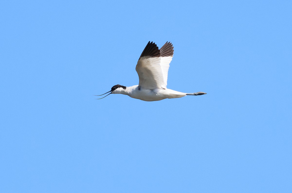 Pied Avocet - Zbigniew Kajzer