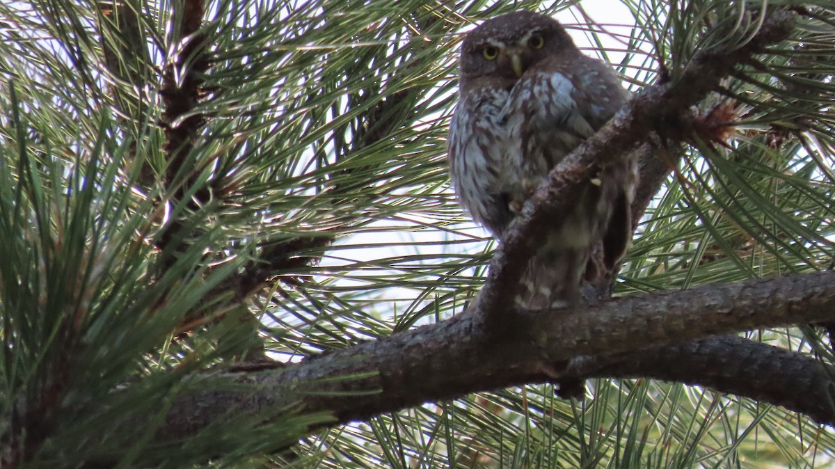 Northern Pygmy-Owl - ML620645454