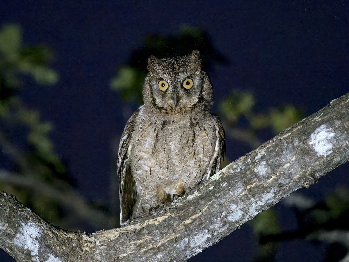 Mantanani Scops-Owl - ML620645455