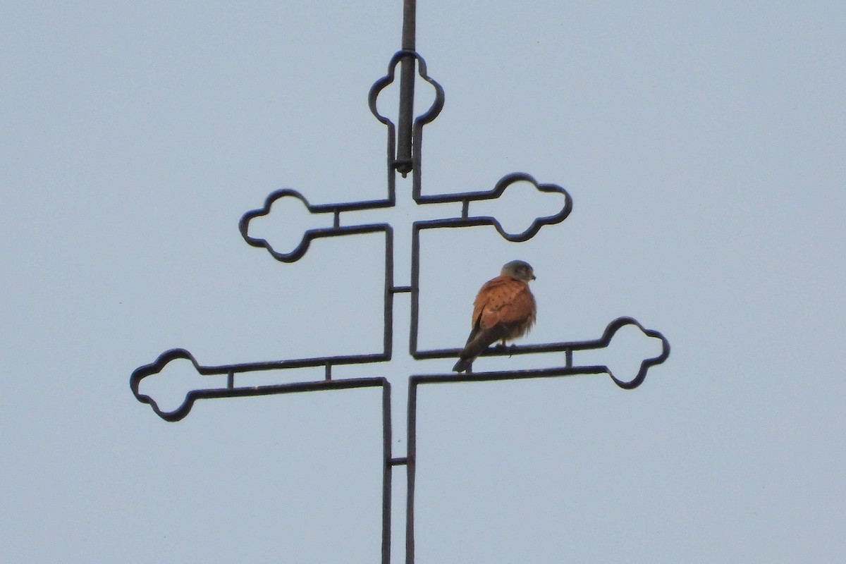 Eurasian Kestrel - Vladislav Železný