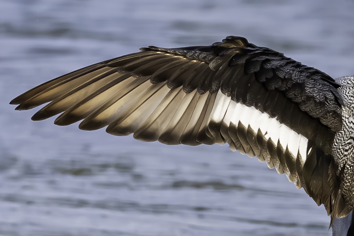 Lesser Scaup - ML620645459