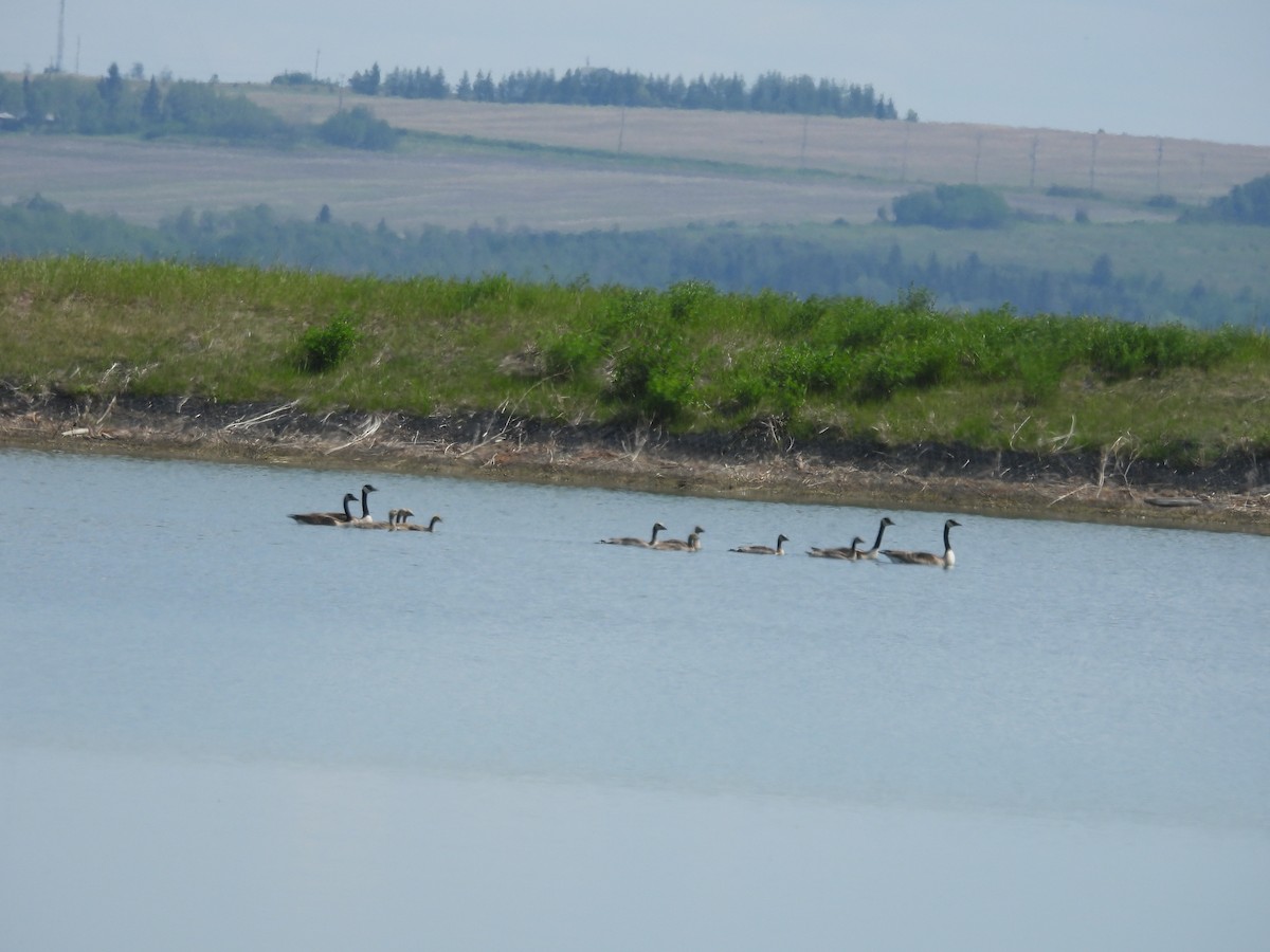 Canada Goose - ML620645462