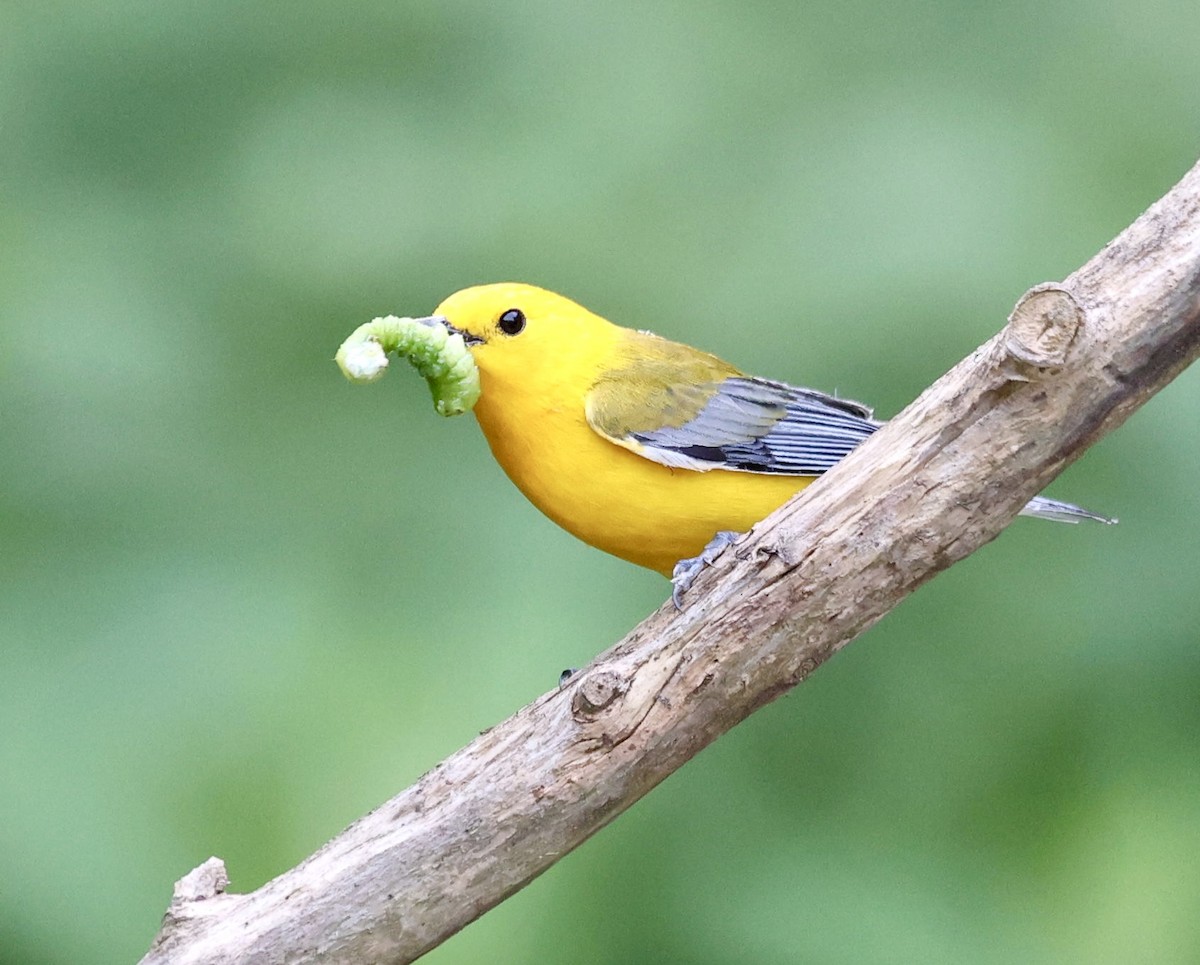 Prothonotary Warbler - ML620645463