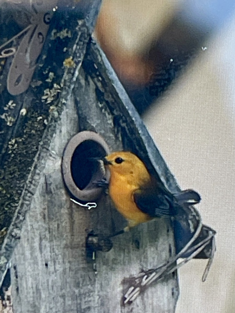 Prothonotary Warbler - ML620645464