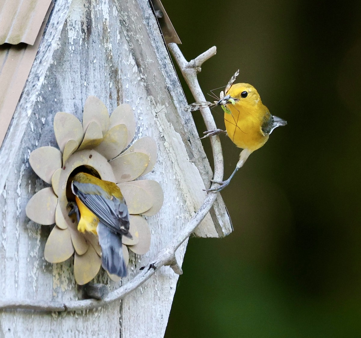 Prothonotary Warbler - ML620645465