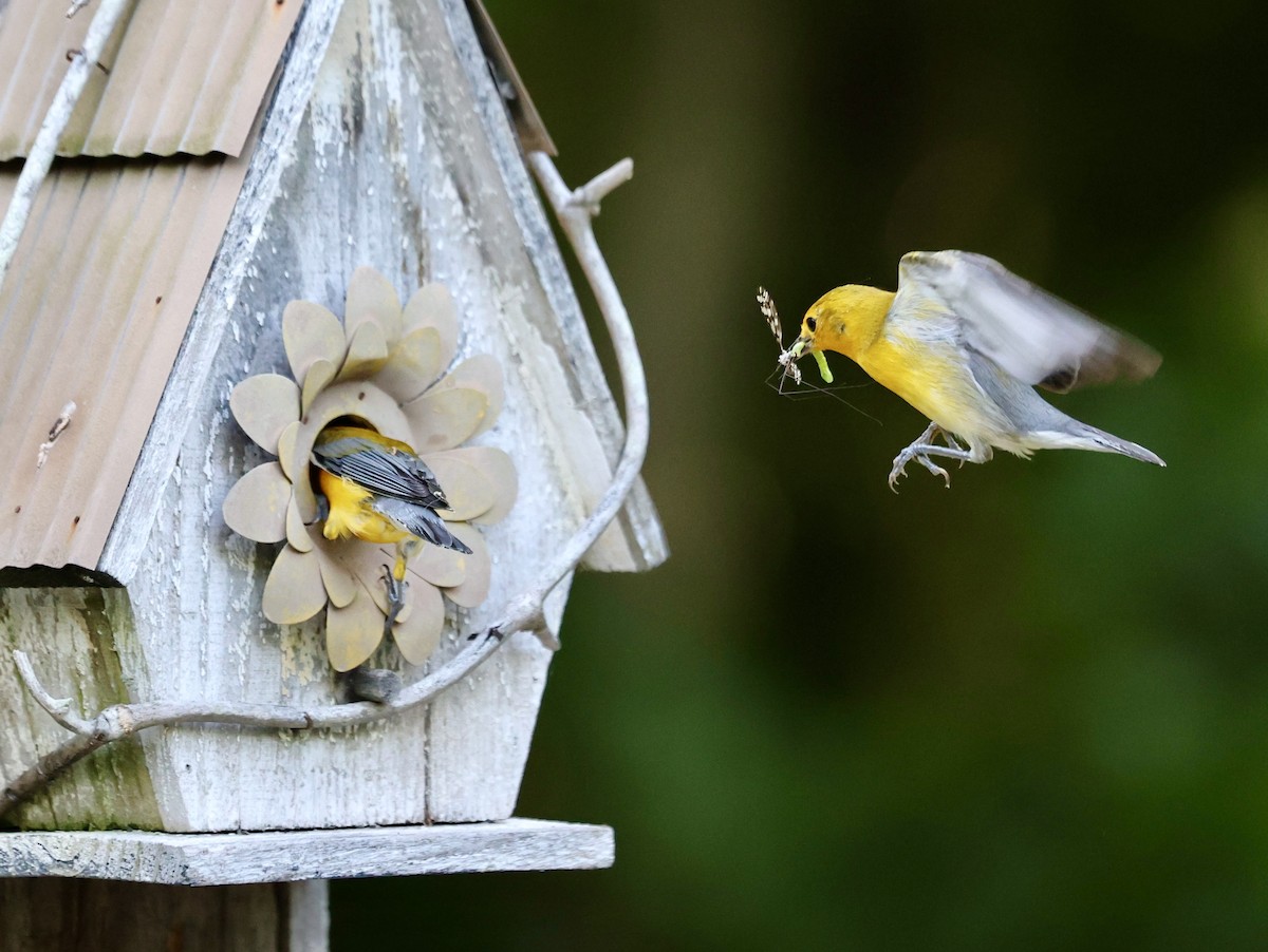 Prothonotary Warbler - ML620645466