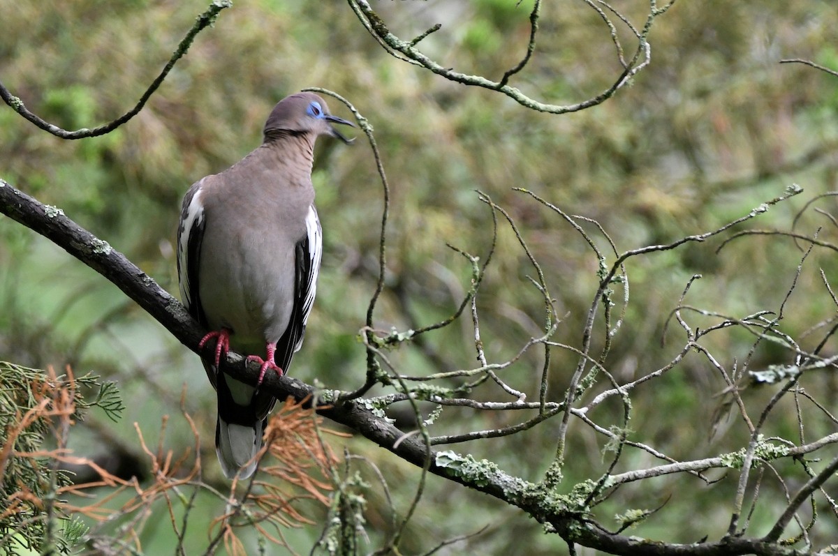 White-winged Dove - ML620645468