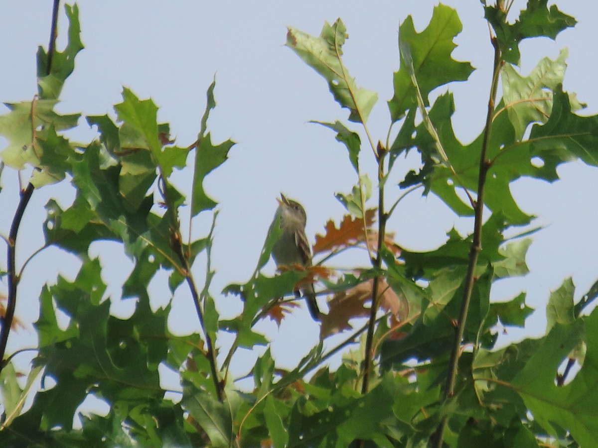 Alder Flycatcher - ML620645476