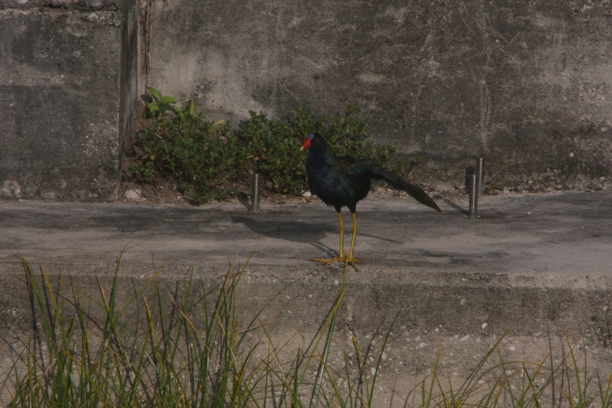 Double-crested Cormorant - ML620645477